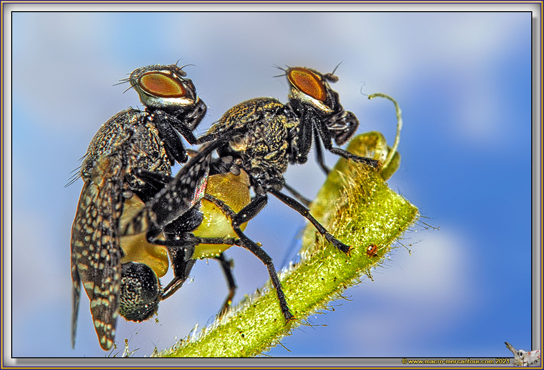 Platystoma SP